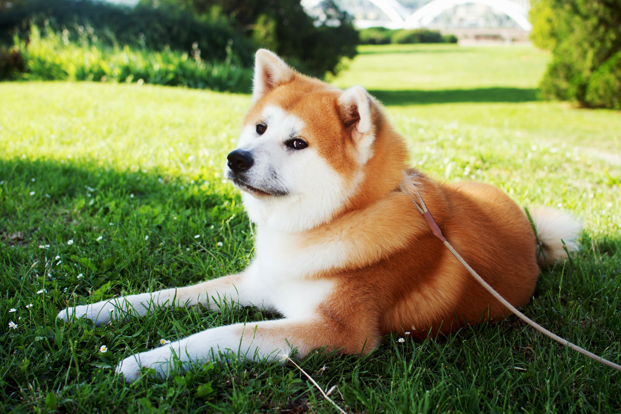 10 Aggressive Dog Breeds: Akita 