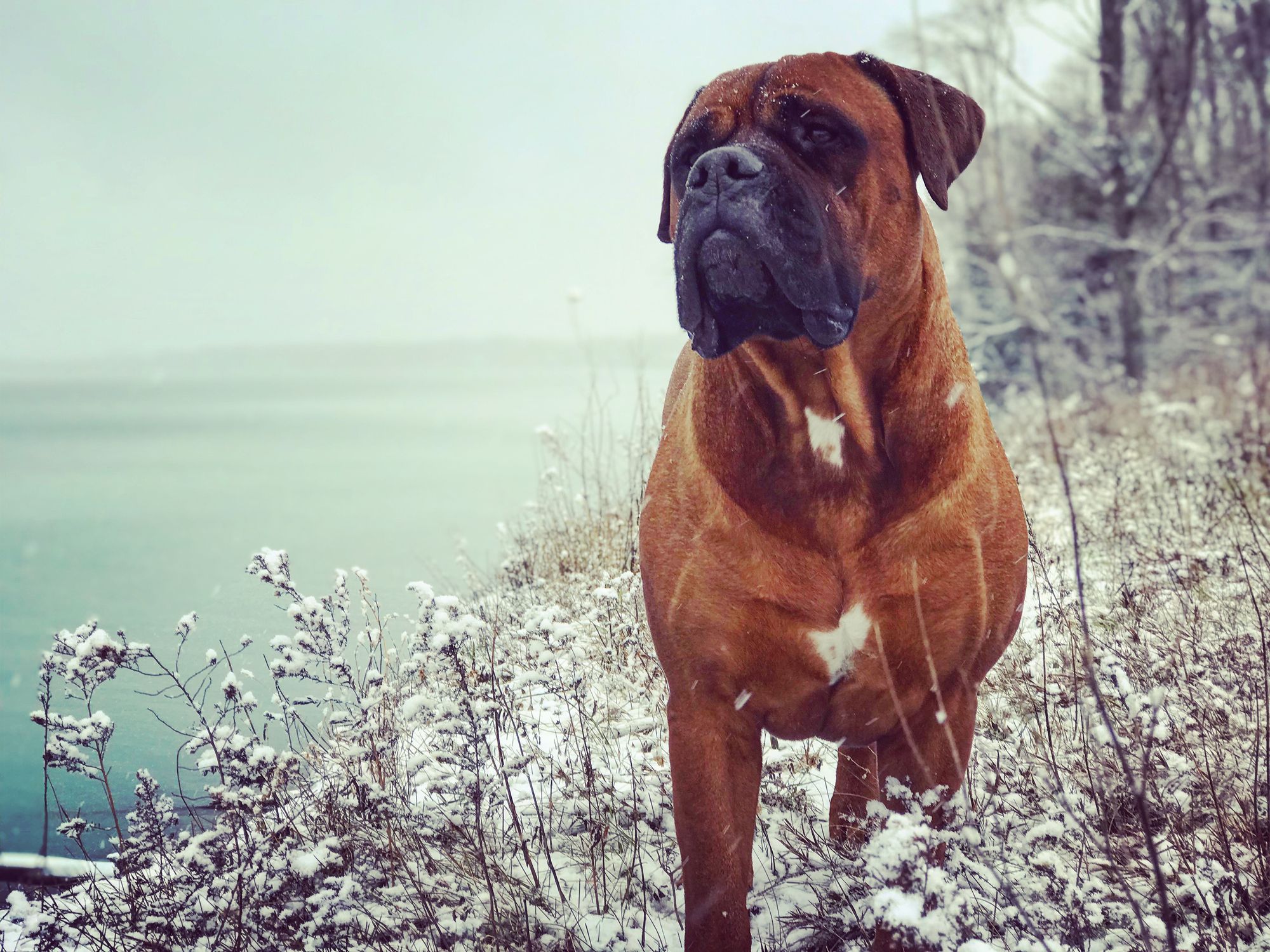 are bullmastiff dogs dangerous