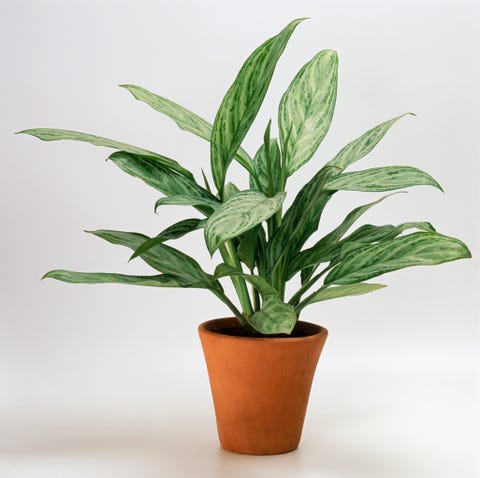 Aglaonema 'Lilian' (Chinese evergreen) in terracotta pot Aglaonema 'Lilian' (Chinese evergreen) in terracotta pot