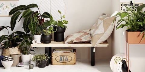 6 Air Cleaning Plants That Basically Do Your Spring For You Air Cleaning Plants