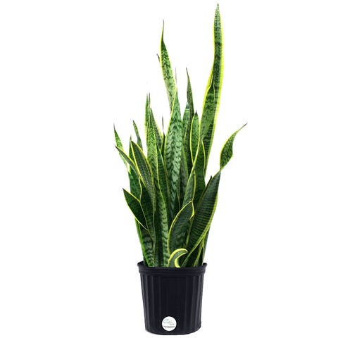 6 Air Cleaning Plants That Basically Do Your Spring For You Air Cleaning Plants