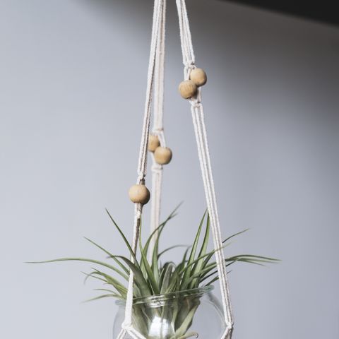 air plant   indoor hanging plant