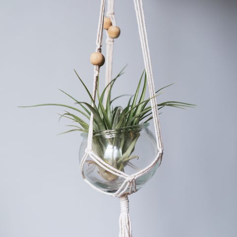 air plant   indoor hanging plant