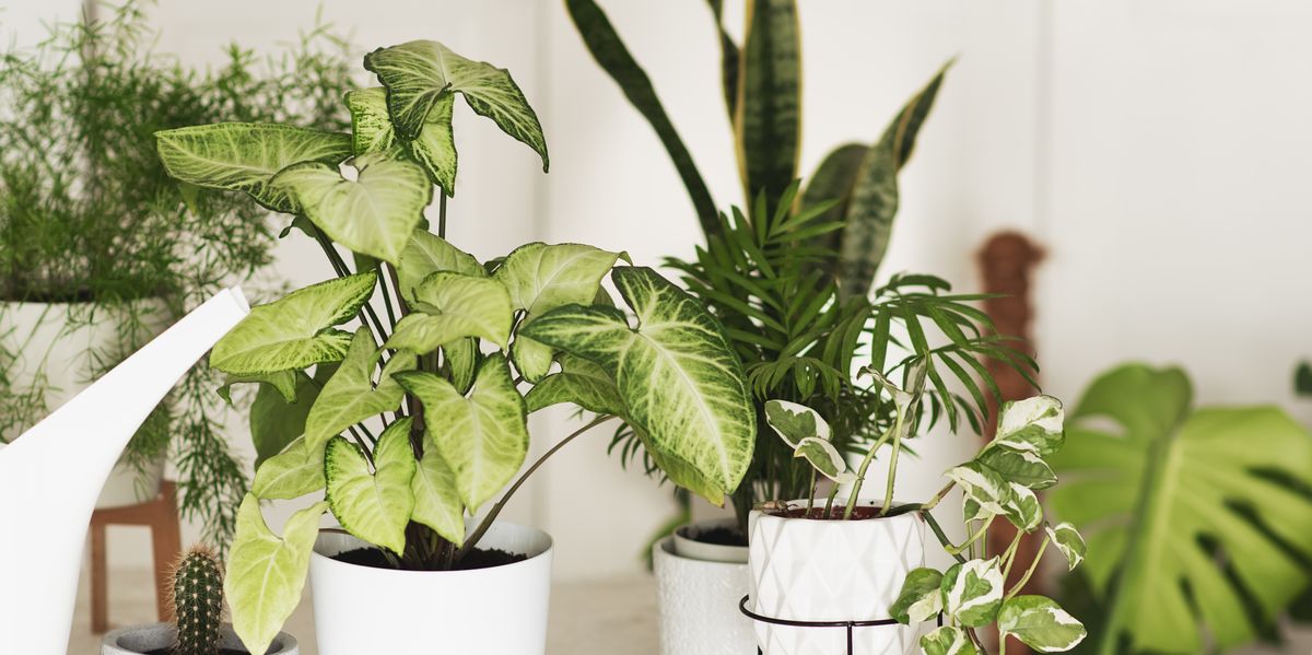 26 Best Air Purifying Plants For The Home