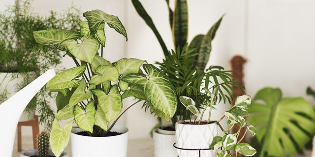 List of indoor plants that purify air