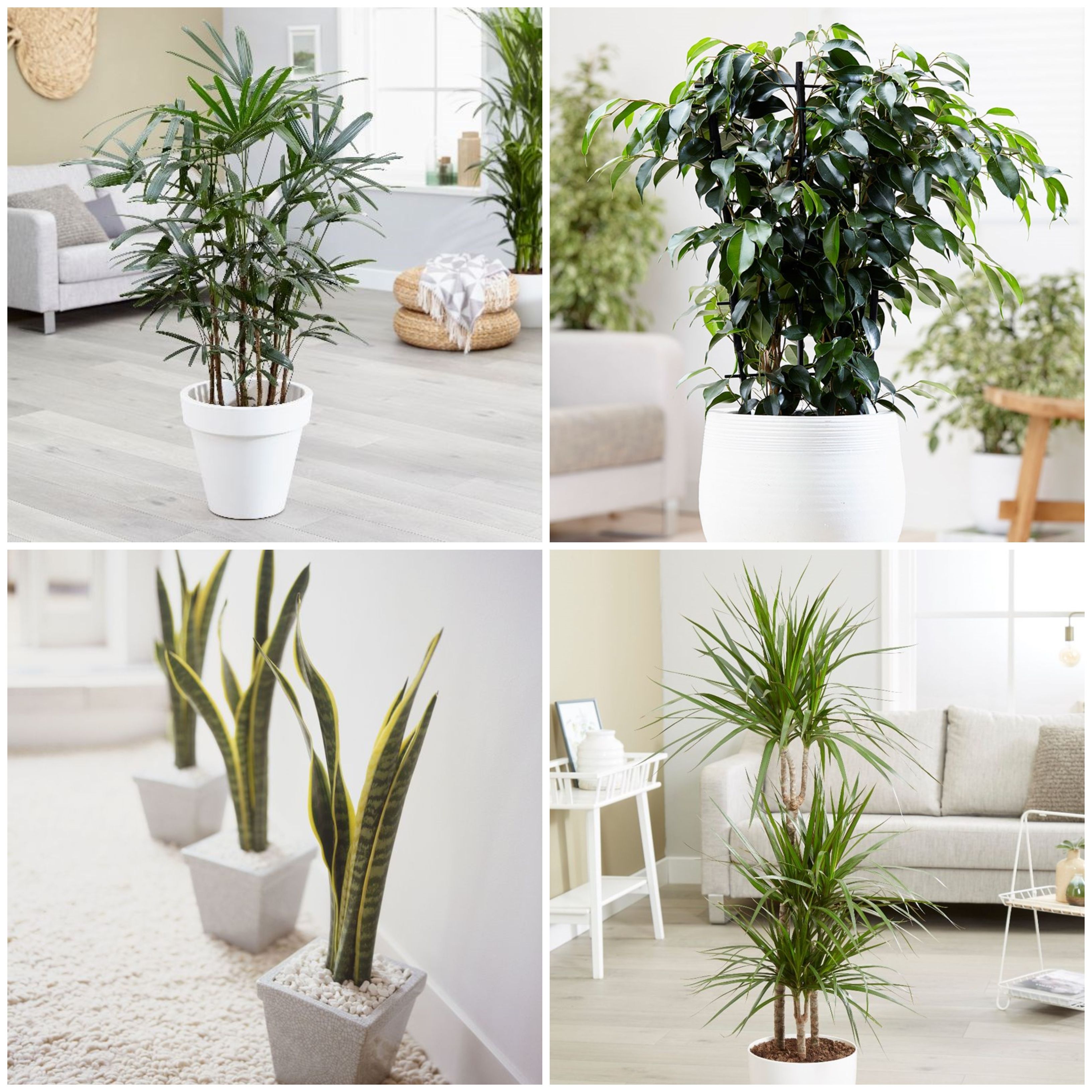 10 Best Air Purifying Plants For The Home