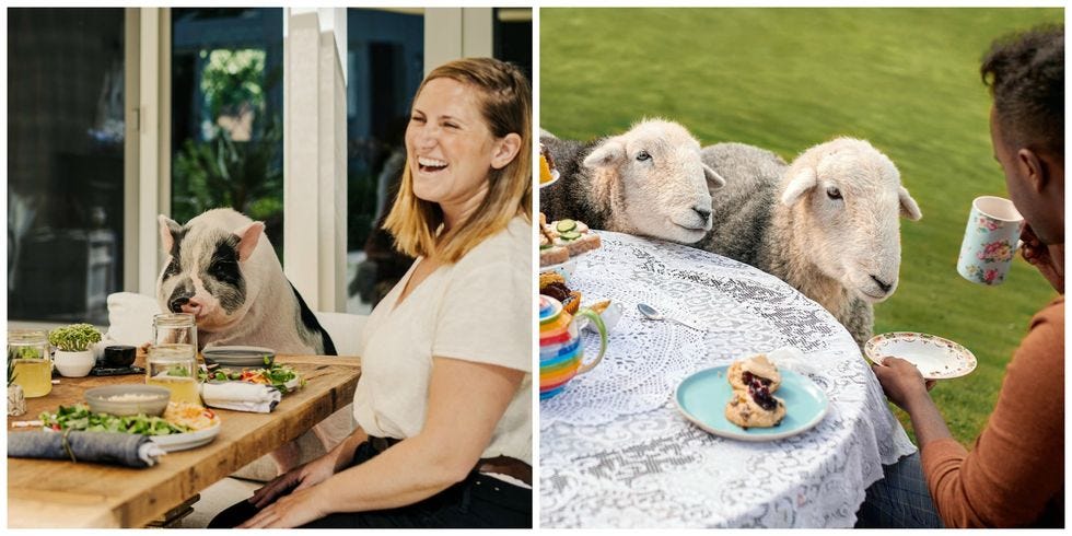 Airbnb's Animal Experiences Lets You Have Afternoon Tea With Sheep Or A Picnic With A Pig