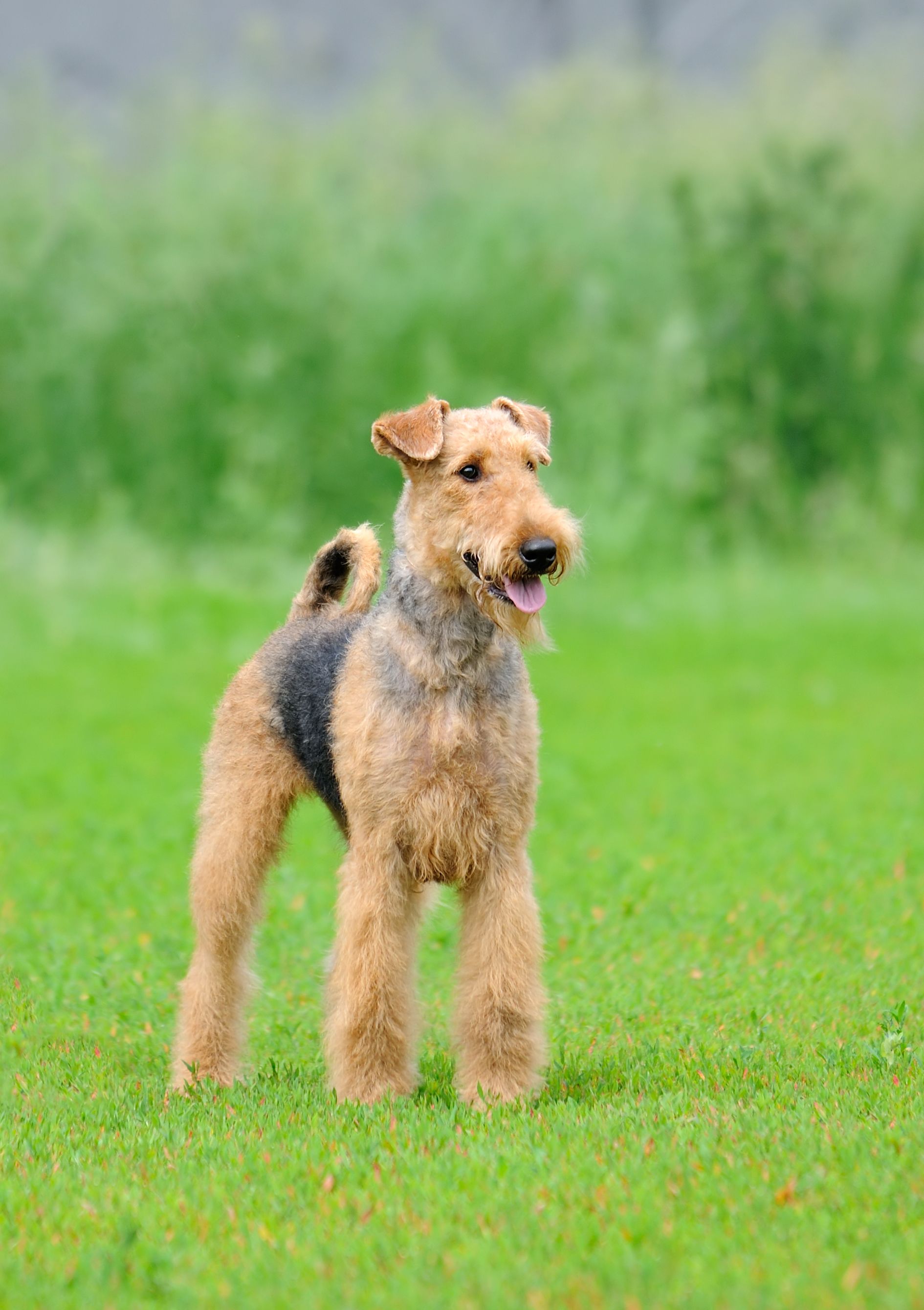 types of large terriers