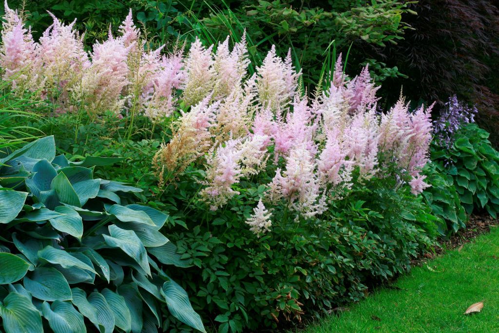 20 Best Plants For Shade 2021 Flowers, Landscape Plants For Shaded Areas