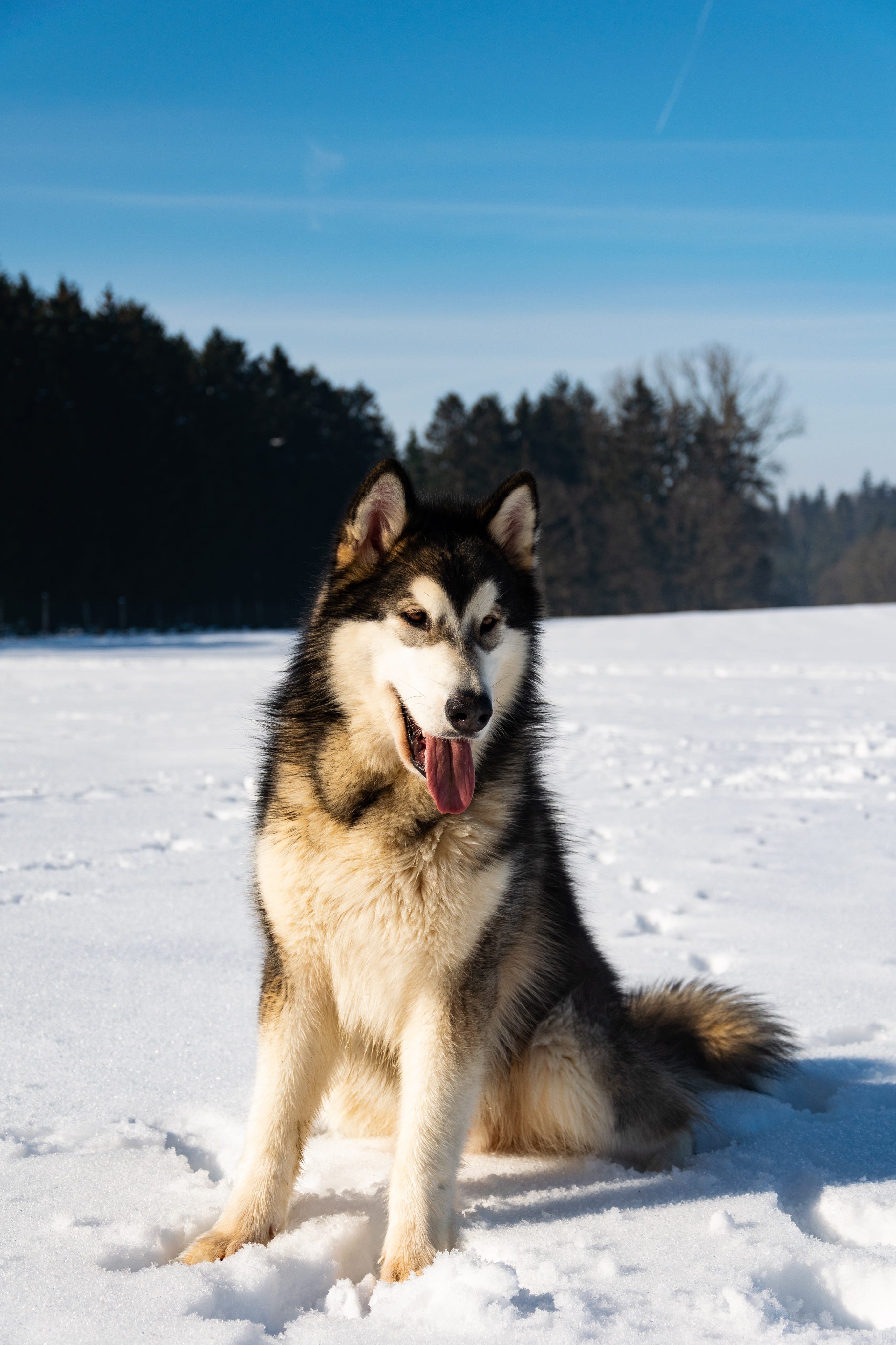 Best Large Dog Breeds