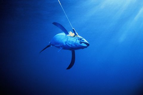 Albacore tuna caught by fishing hook,Bay of Plenty,New Zealand