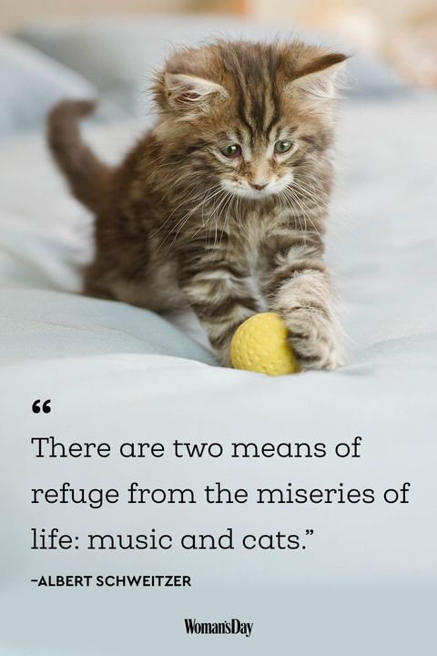 Best Cat Quotes 20 Cute Cat Sayings That Describe Your Cat