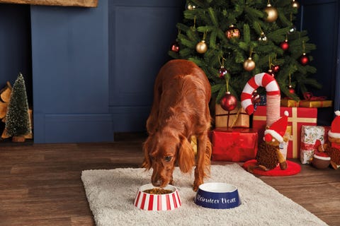 Aldi launches range of affordable Christmas pet gifts - and prices start from Β£ 1.99 aldi launches range of affordable Christmas pet gifts and prices start from Β£ 199