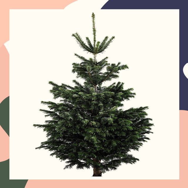 aldi is selling real christmas trees grown in the uk