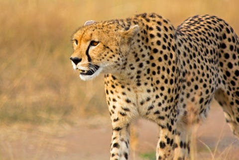 Amazing Cheetah Facts | How Fast is a Cheetah?