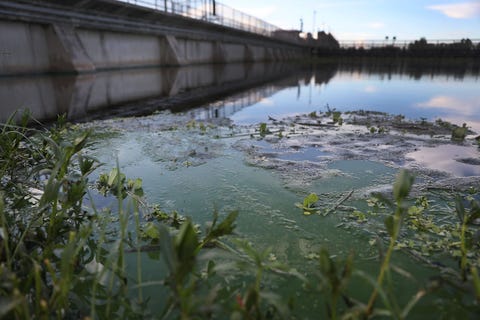 Florida Declares State Of Emergency Over Toxic Algae Bloom From Lake Okeechobee