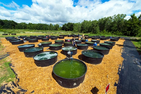 Scientists Are Working to Turn Algae into Diesel Fuel