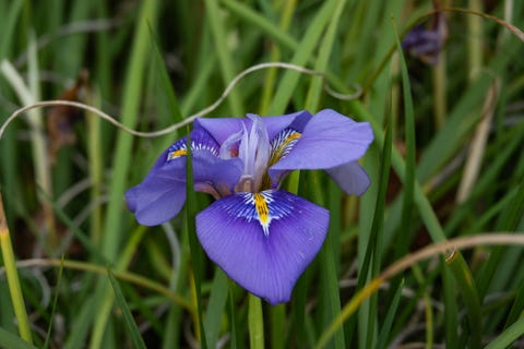 15 Best Plants That Bloom in Winter - Flowers That Develop In the Cold