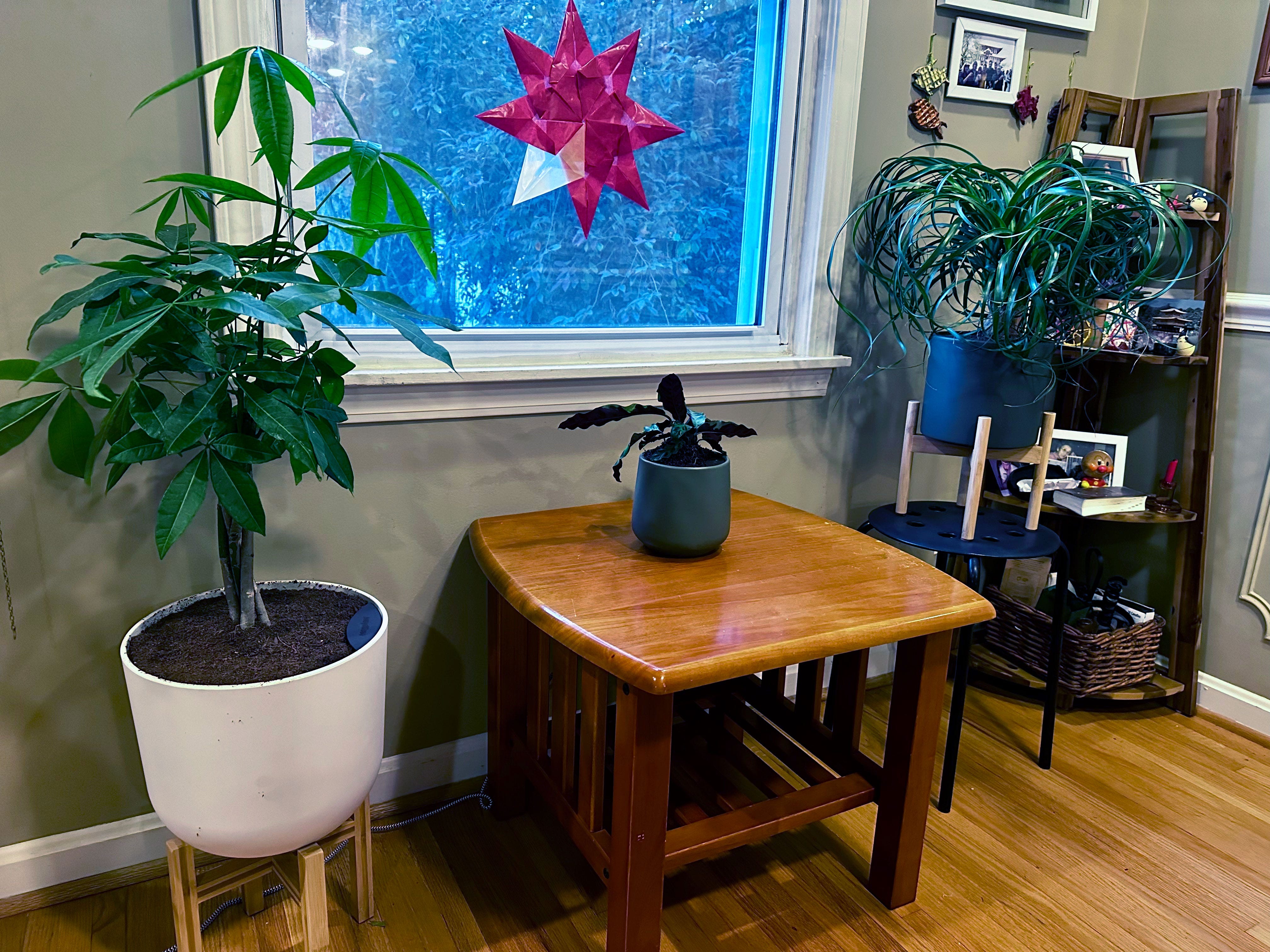 For Your Indoor Garden: What You Need to Know Before Buying in an easyplant