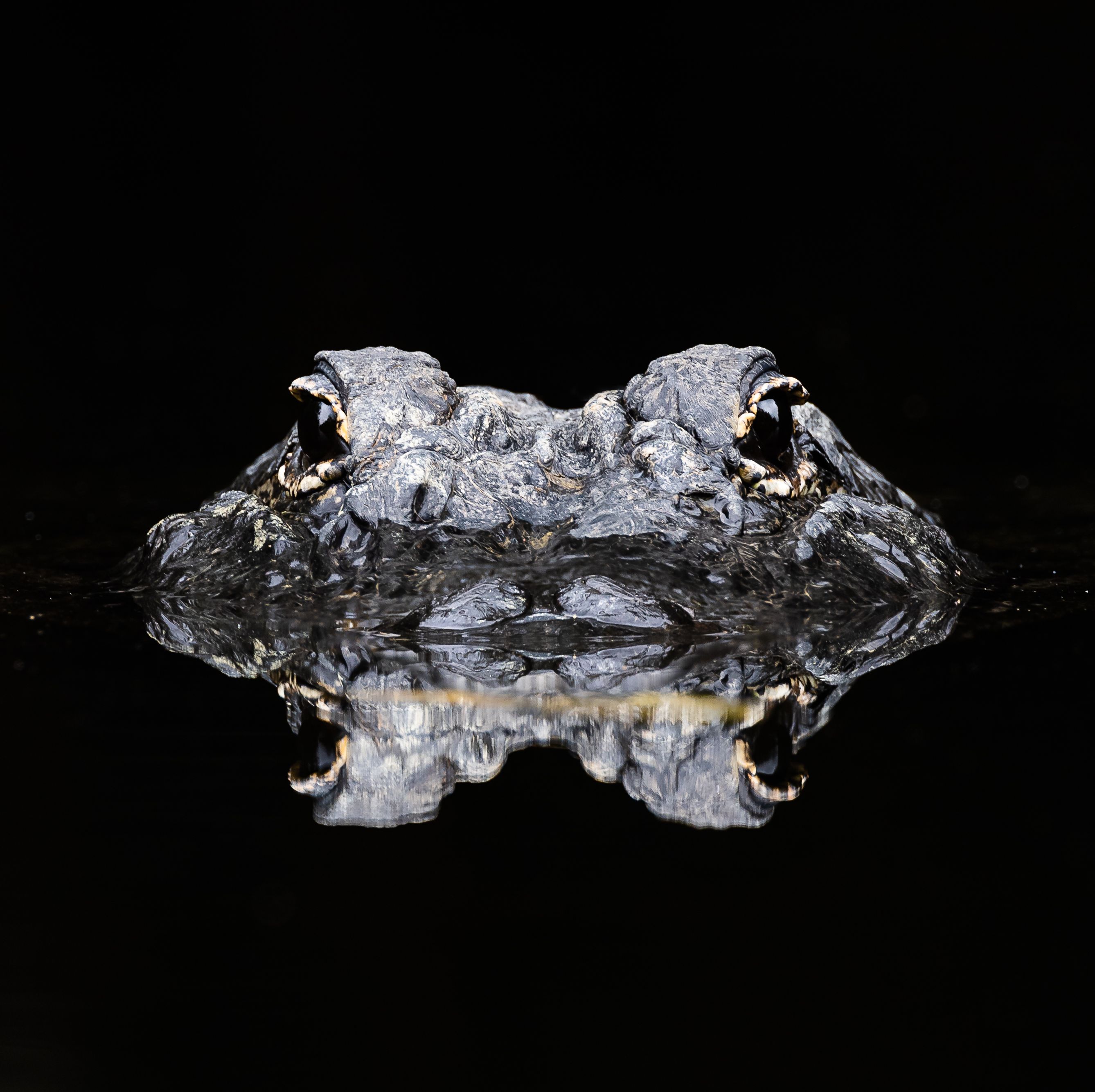 Scientists Found Two New Crocodile Species. They Were Hiding in Plain Sight.