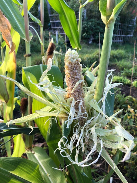 A Millennial Gardener's First Year As An Allotment Plot Holder