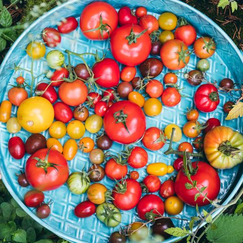 attribution de tomates