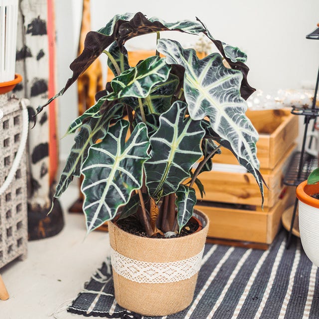 Alocasia u Orejas de Elefante alocasia u orejas de elefante