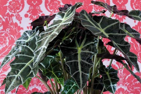 alocasia u orejas de elefante