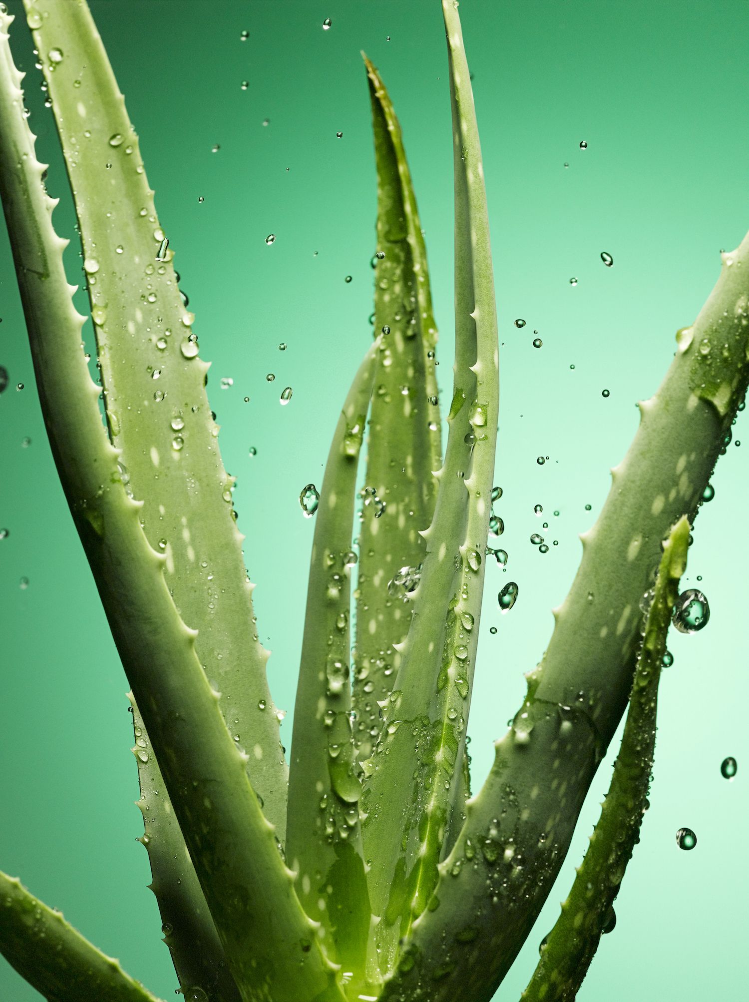 5 Benefits Of Aloe Vera Gel Uses For Aloe Vera