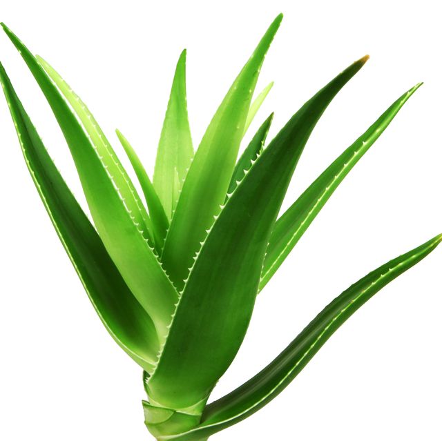 aloe vera is a succulent plant species of the genus aloe