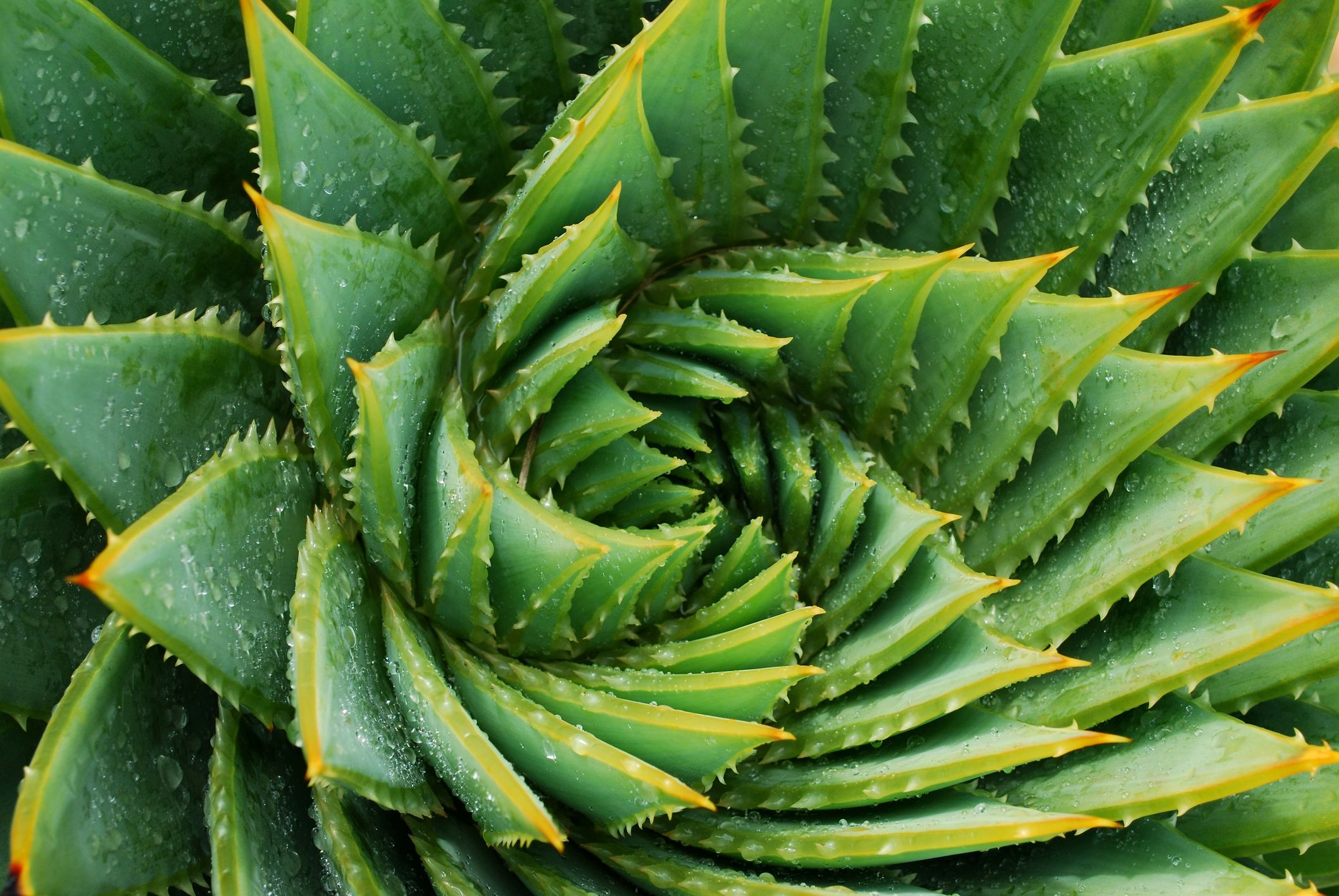 How To Grow And Care For Aloe Vera Plants