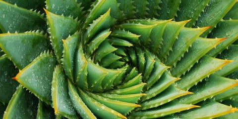 aloe vera plant