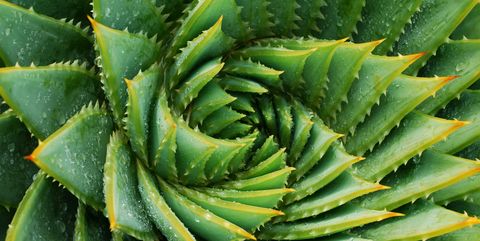 a close up of a green, spiky aloe vera plant