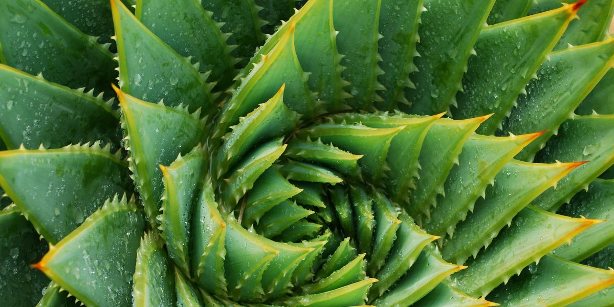Aloe Vera fibonacci spiral