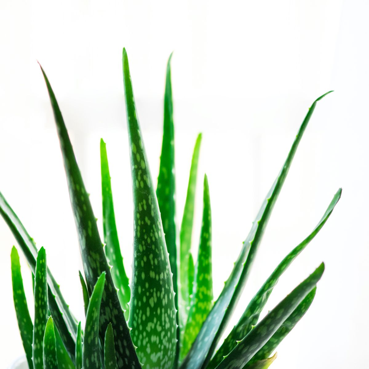 Vera Plant - An Guide Aloe Vera Plant Care