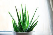 spacing your aloe vera plant the key to a beautiful and healthy garden