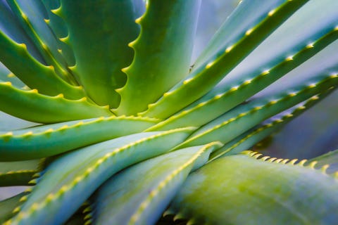 Aloe Vera Plant Close Up