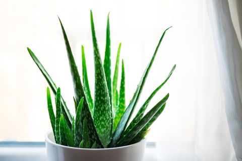 Wasserette dinosaurus Verdraaiing How to Grow Aloe Vera - Aloe Plant Care Indoors and Outside