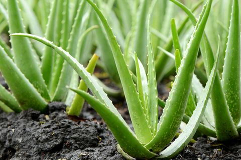 green aloe veras planted outdoors in soil