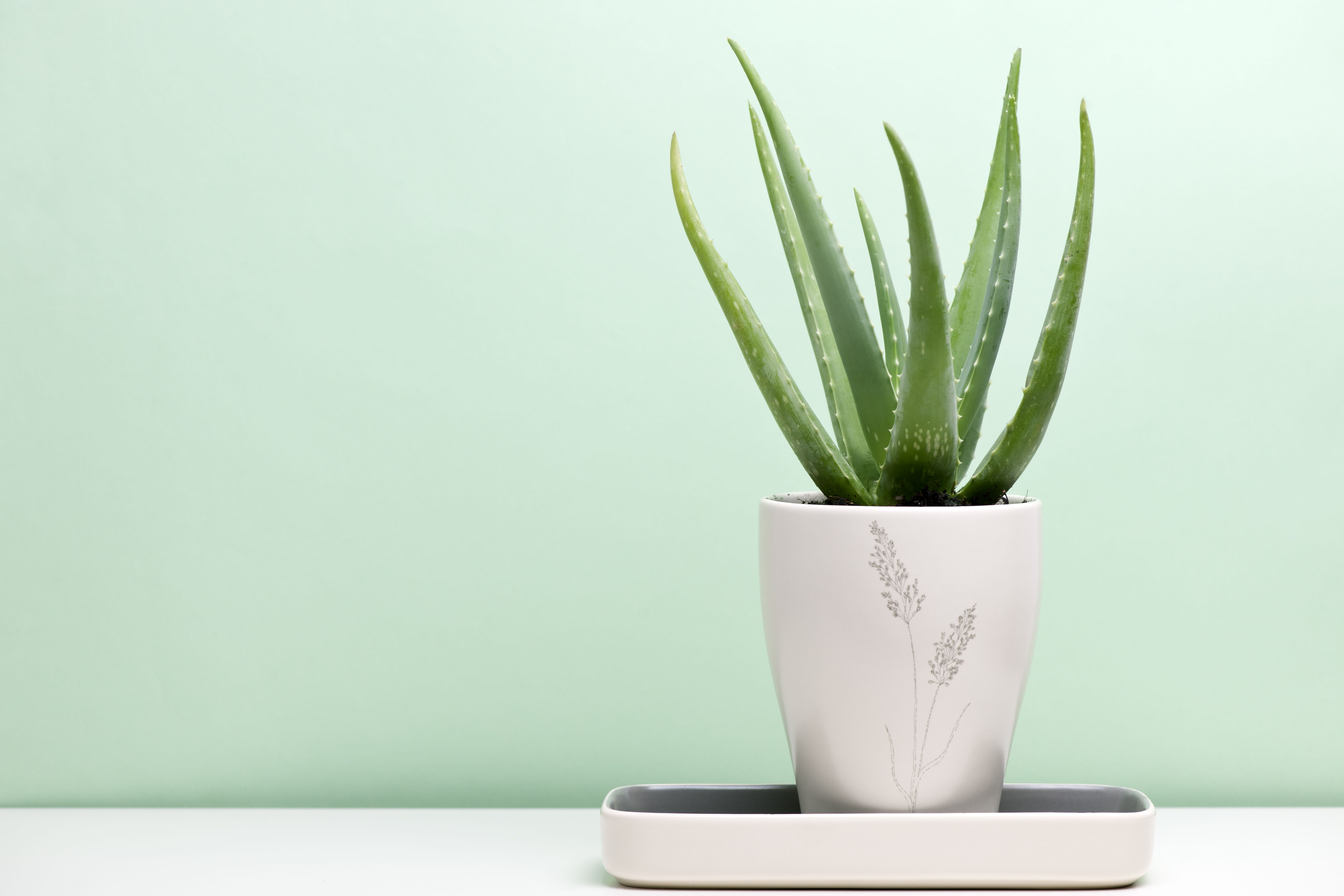 How to Grow and Care for Aloe Vera Plants   Aloe Vera Harvest Tips