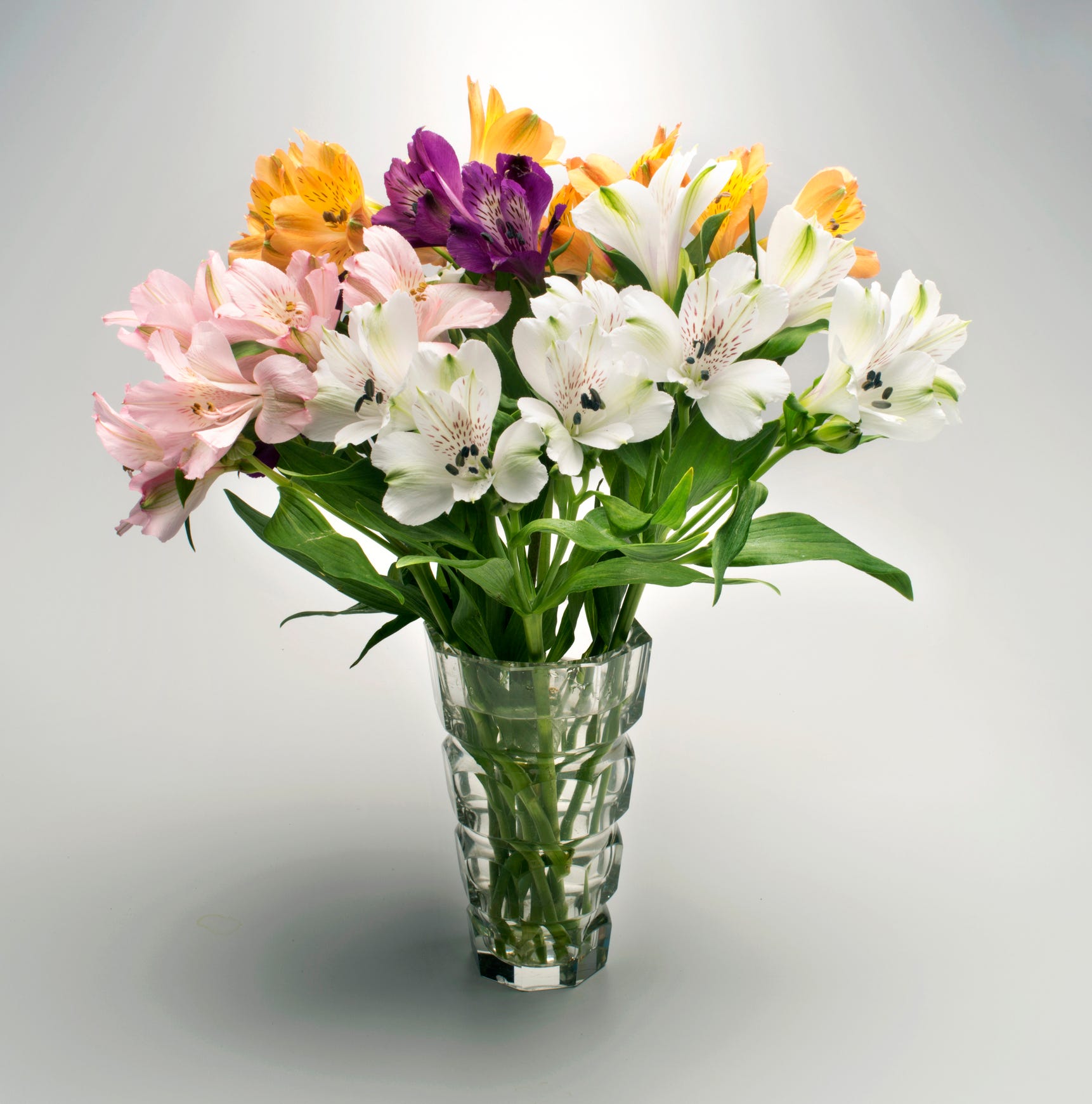 Blume, Blühpflanze, Pflanze, Schnittblumen, Blumenstrauß, Blumentopf, Vase, Blütenblatt, Floristik, Blumenarrangement, 