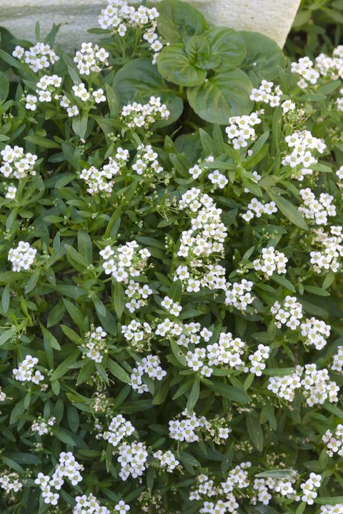 22 Great Ground Cover Plants Low, Ground Cover Plant With Small White Flowers