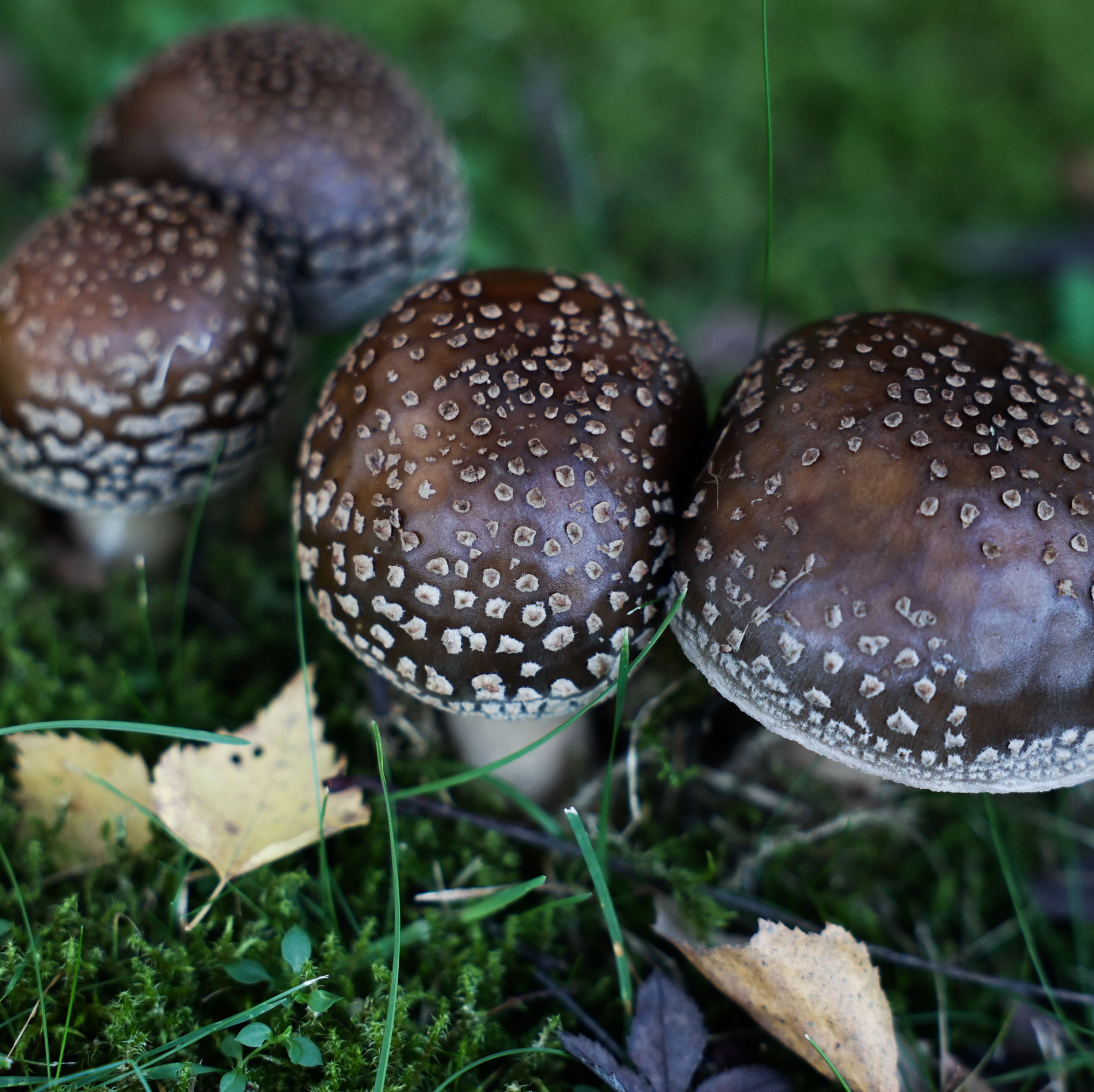 5 DANGEROUS Things Lurking in Your Lawn, According to Professional Landscapers