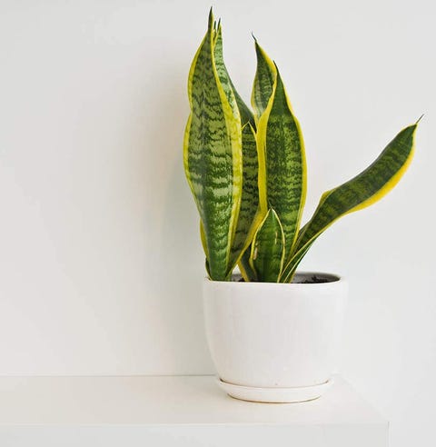 Best Website To Buy Houseplants