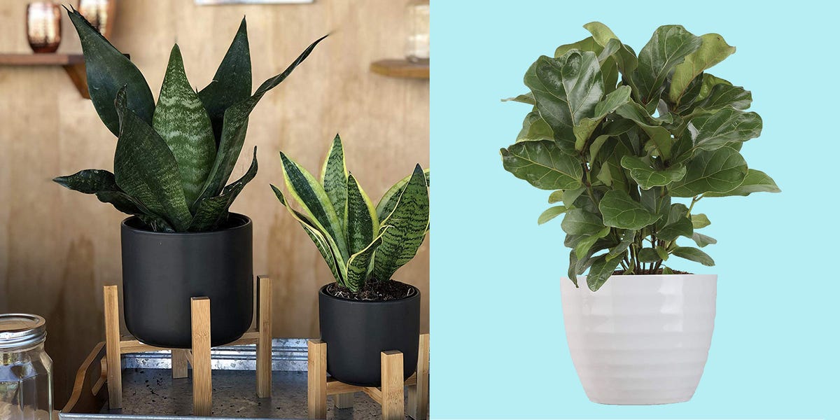 10-large-indoor-plants-urban-plants-collections-urban-plants