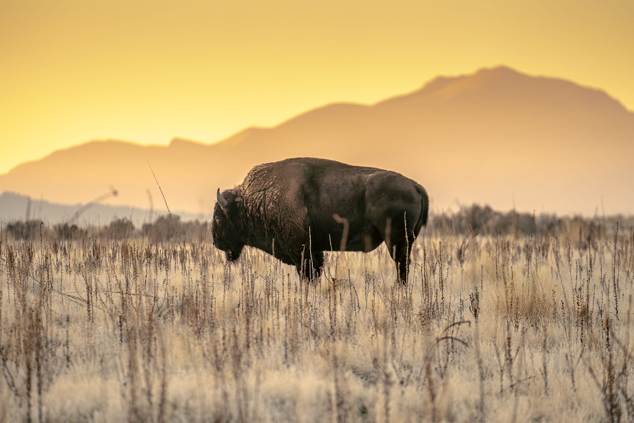 A Herd of 170 Bison May Be the Unlikely Climate Warriors We've Needed All Along