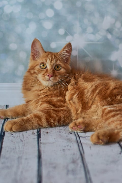 10 Best Large Cat Breeds - Top Big Cat List and Pictures