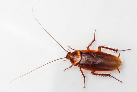 How To Get Rid Of Cockroaches Best Way To Kill Roaches In Home