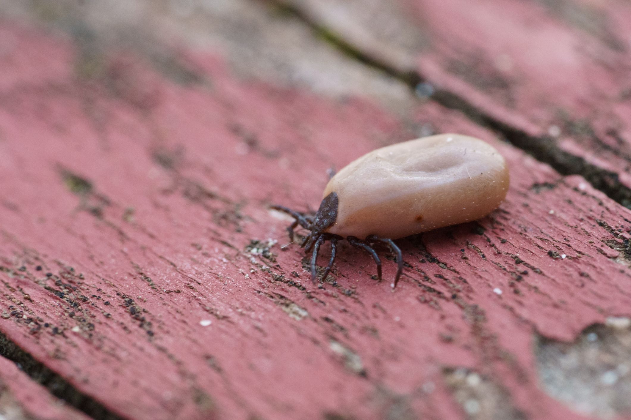 Doctor Finds Dog Tick Embedded In 9 Year Old Boy S Eardrum