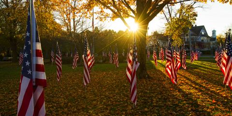American Flags in Public Park for Veterans Day